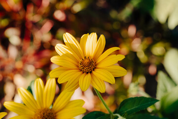 Żółte kwiaty ogrodowe - obrazy, fototapety, plakaty
