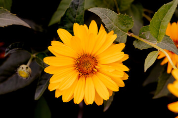 Żółty kwiat na ciemnym tle