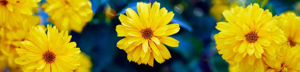 Żółte kwiaty na niebieskim tle