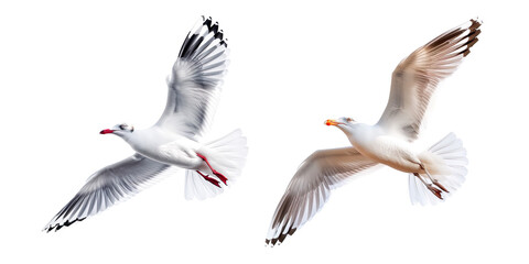 Beautiful seagull flying isolated on a transparent background 
