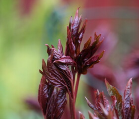 Pfingstrosen Fr&uuml;hstadium