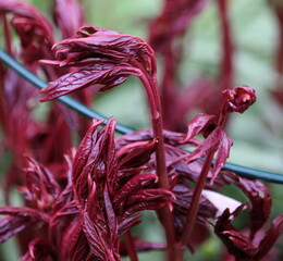 Pfingstrosen Fr&uuml;hstadium