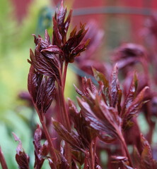 Pfingstrosen Fr&uuml;hstadium