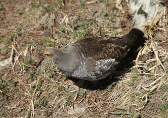 Male Dusky Grouse (Dendragapus obscurus) wild bird on the ground in Beartooth Mountains, Montana