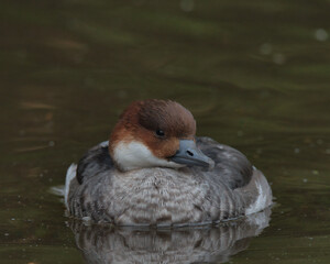 Female smew swimming on a pond
