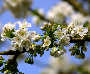 Kirschblüte