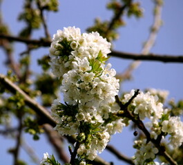 Kirschbl&uuml;te