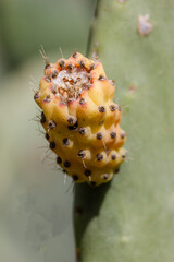 prickly pear cactus fruit