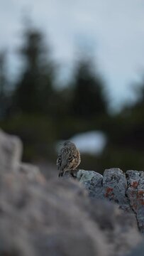 Alpenbraunelle - Prunella collaris - alpine accentor
Hochlantsch - Teichalm - Almenland