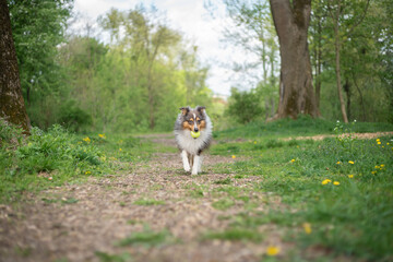 Cute fluffy gray tricolor dog shetland sheepdog. Happy active sheltie is running and playing with toy ball in park