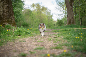 Cute fluffy gray tricolor dog shetland sheepdog. Happy active sheltie is running and playing with toy ball in park