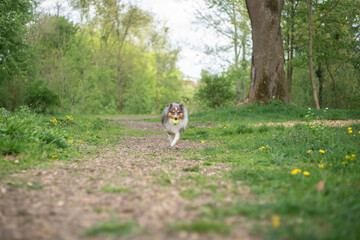 Cute fluffy gray tricolor dog shetland sheepdog. Happy active sheltie is running and playing with toy ball in park