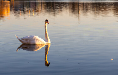 White  swans swim in the lake
