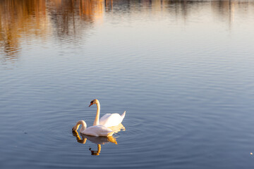 White  swans swim in the lake
