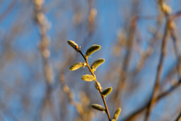 Branches of a young bush in the spring