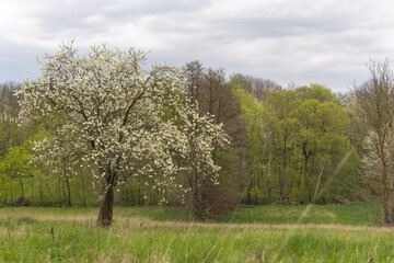 Flowering fruit trees in spring