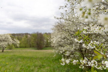 Fototapeta premium Flowering fruit trees in spring