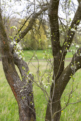 Fototapeta premium Branches of young plum blossomed in spring