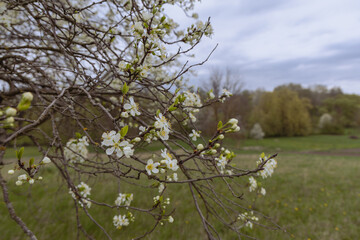 Branches of young plum blossomed in spring