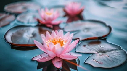 Foto op Canvas   A collection of water lilies atop a body of water, their pads submerged below © Jevjenijs