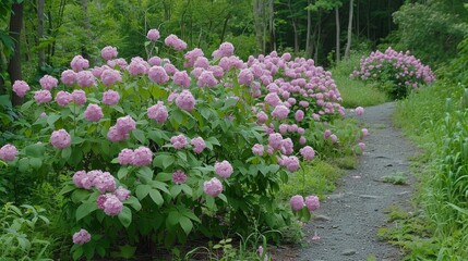  A path in grass lined with clusters of pink flowers on each side, adjacent to another path