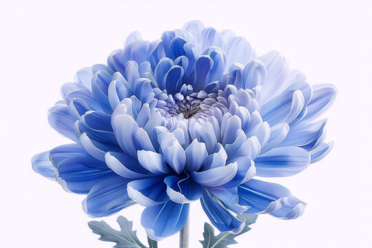 Blue chrysanthemum in full bloom isolated on white background, petals with visible veins, soft focus, macro, studio shot