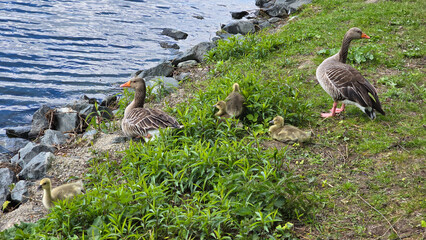 Wild Goose and ducklinmgs gather by the waters edge on grassy shore of lake in natural landscape Hanover Hanover Maschsee