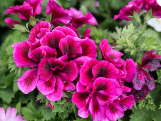 Fototapeta premium Very colorful flowers for use of funds or other needs