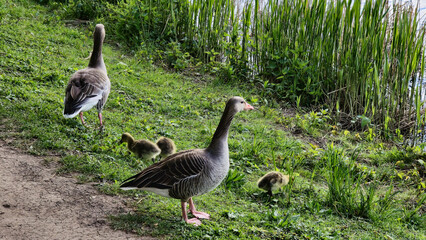 Geese family with green feathers and yellow beaks standing near water in the grassland Hanover...