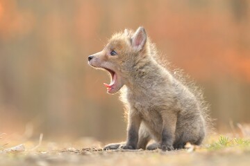 Red fox Vulpes vulpes mouth teeth smile young puppy cub canine beast forest meadows life animal in...
