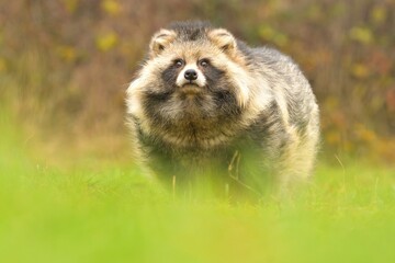 Raccoon dog common Nyctereutes procyonoides meadow Chinese Asian field closeup cute darling...