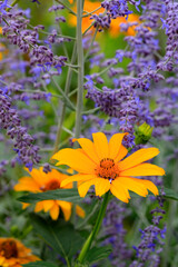 Sonnenhut (Rudbeckia und Blauraute im Blumenbeet im Sommer - obrazy, fototapety, plakaty