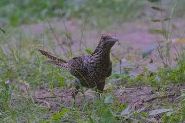 Asian Koel