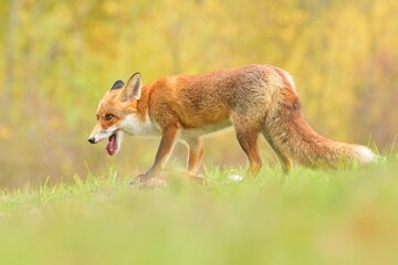 Red fox Vulpes vulpes young puppy cub canine beast forest meadows life animal in countryside beautiful fur and eyes, smart cute darling, hunting vermin, bird hunter, human settlements village Europe - obrazy, fototapety, plakaty