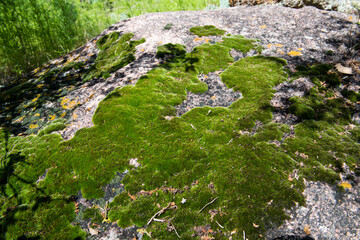 Moss growing on a rock