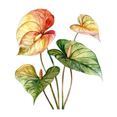 Watercolor painting of a anthurium flower (laceleaf), isolated on a white background, anthurium vector, drawing clipart, Illustration Vector, Graphic Painting, design art, logo