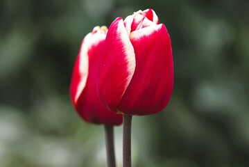 Obraz premium red tulip flower