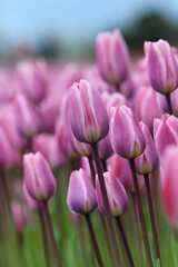 pink tulips in spring