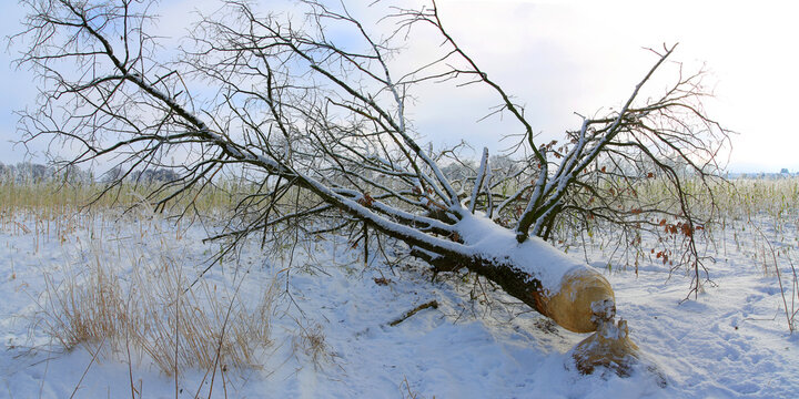 Baumschaden durch Biber (Castoridae) abgenagter Baum im Winter, Panorama 