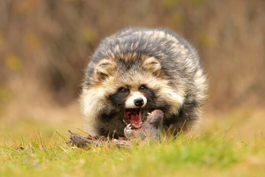 Common raccoon dog Nyctereutes procyonoides eats flesh of dead Eurasian otter Lutra lutra meadow Chinese Asian field closeup cute darling invasive species in Europe, Europe