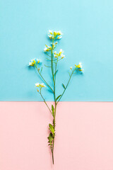 wildflower thorn with small flowers on a background of two tones: pink and blue, abstraction, pattern, design element, meadow flowers