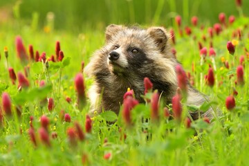 Common raccoon dog Nyctereutes procyonoides meadow Chinese Asian field closeup cute darling...