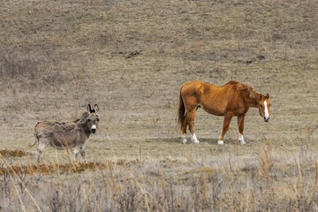 Naklejka premium Donkey and horse in spring dry pasture in Saskatchewan