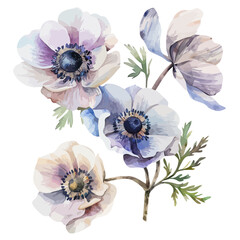 Watercolor painting vector of anemone flower, isolated on a white background, anemone vector, clipart Illustration, Graphic logo, drawing design art, clipart image.