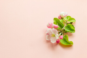 branch of a blooming apple tree on a plain background with green leaves, isolated object, place for...