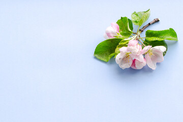 branch of a blooming apple tree on a plain background with green leaves, isolated object, place for an inscription