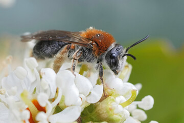 Closeup on a female red-tailed mining bee, Andrena haemorrhoa on a white flower