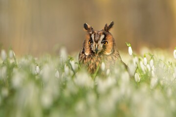 Asio otus long-eared owl bird young northern owl feather snowdrop dusty fluff wild nature lesser...