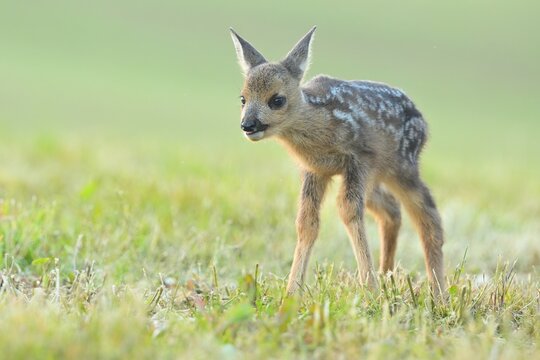 Fawn darling roe deer wildlife Capreolus capreolus antlers western roe deer male European graze in meadow nice eyes fur forest in mountains, widespread species, hunting animal care, hunted Europe