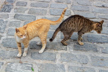 Urban Feline Duo Street Cats Orange and Striped Gray White